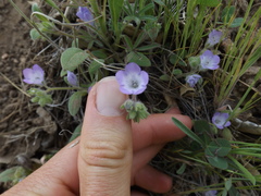 Phacelia curvipes