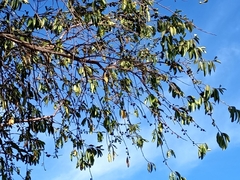 Sideroxylon cartilagineum