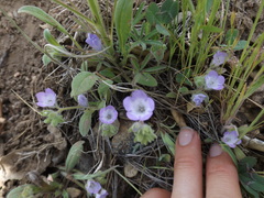 Phacelia curvipes
