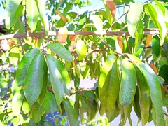 Sideroxylon cartilagineum