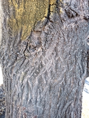 Sideroxylon cartilagineum