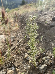 Cryptantha muricata jonesii