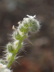 Cryptantha muricata jonesii