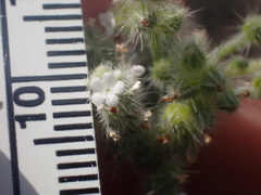 Cryptantha muricata jonesii