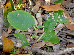 Olearia grandiflora