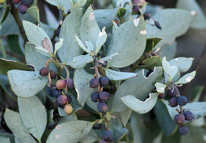 Garrya grisea