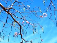 Tabebuia rosea