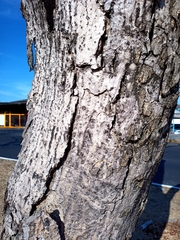 Roseodendron donnell-smithii