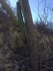 Stenocereus thurberi