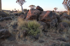 Kleinia longiflora