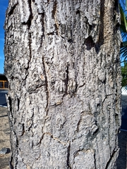 Roseodendron donnell-smithii