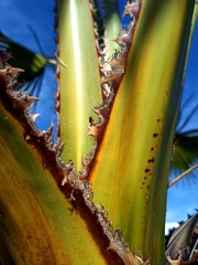Washingtonia filifera