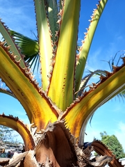 Washingtonia filifera