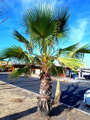 Washingtonia filifera