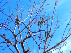 Roseodendron donnell-smithii