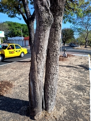 Roseodendron donnell-smithii