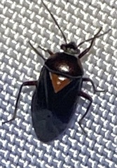 Neocapsus