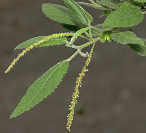 Acalypha nemorum F.Muell. ex Müll.Arg.