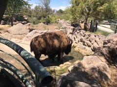 Bison