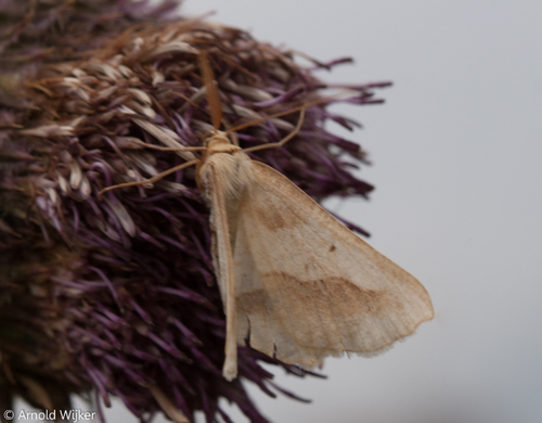 Aspitates acuminaria