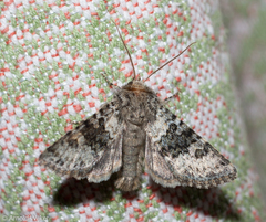 Bryoxena centralasiae