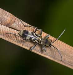 Chlorophorus macaumensis