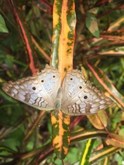 Anartia jatrophae
