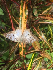 Anartia jatrophae