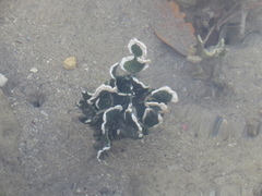 Halimedaceae