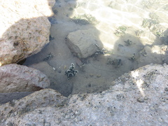 Halimedaceae
