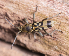 Chlorophorus macaumensis