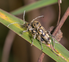 Chlorophorus macaumensis