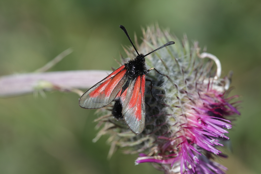 Shaggy Burnet