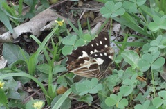 Oxeoschistus tauropolis tauropolis