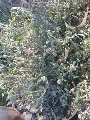 Plecostachys serpyllifolia