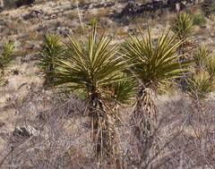 Yucca torreyi