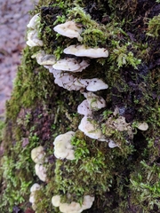 Amaropostia stiptica