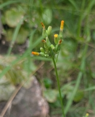 Youngia japonica