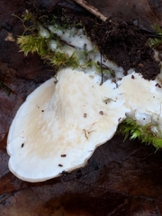 Amaropostia stiptica