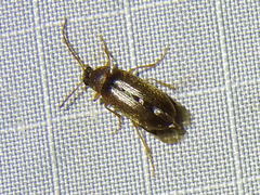 Hymenorus