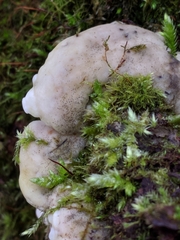 Amaropostia stiptica