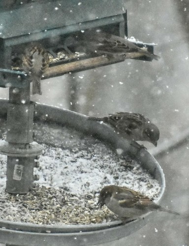 House Sparrow photographed in Indiana