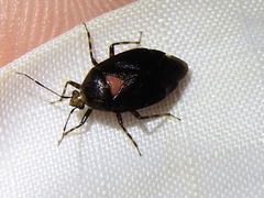 Deraeocoris sayi