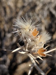 Tetradymia stenolepis