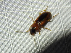 Stenolophus dissimilis