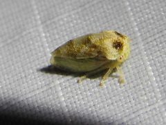 Cyrtolobus maculifrontis