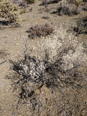 Tetradymia stenolepis