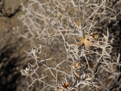 Tetradymia stenolepis