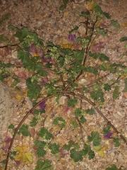 Malva parviflora