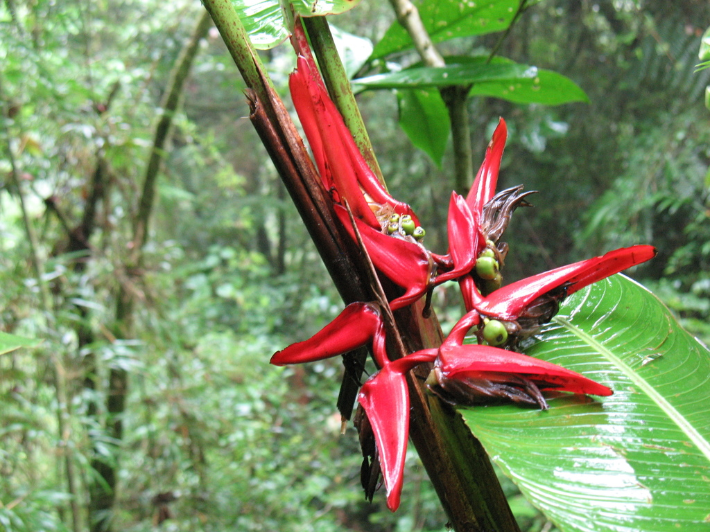 Heliconia secunda
